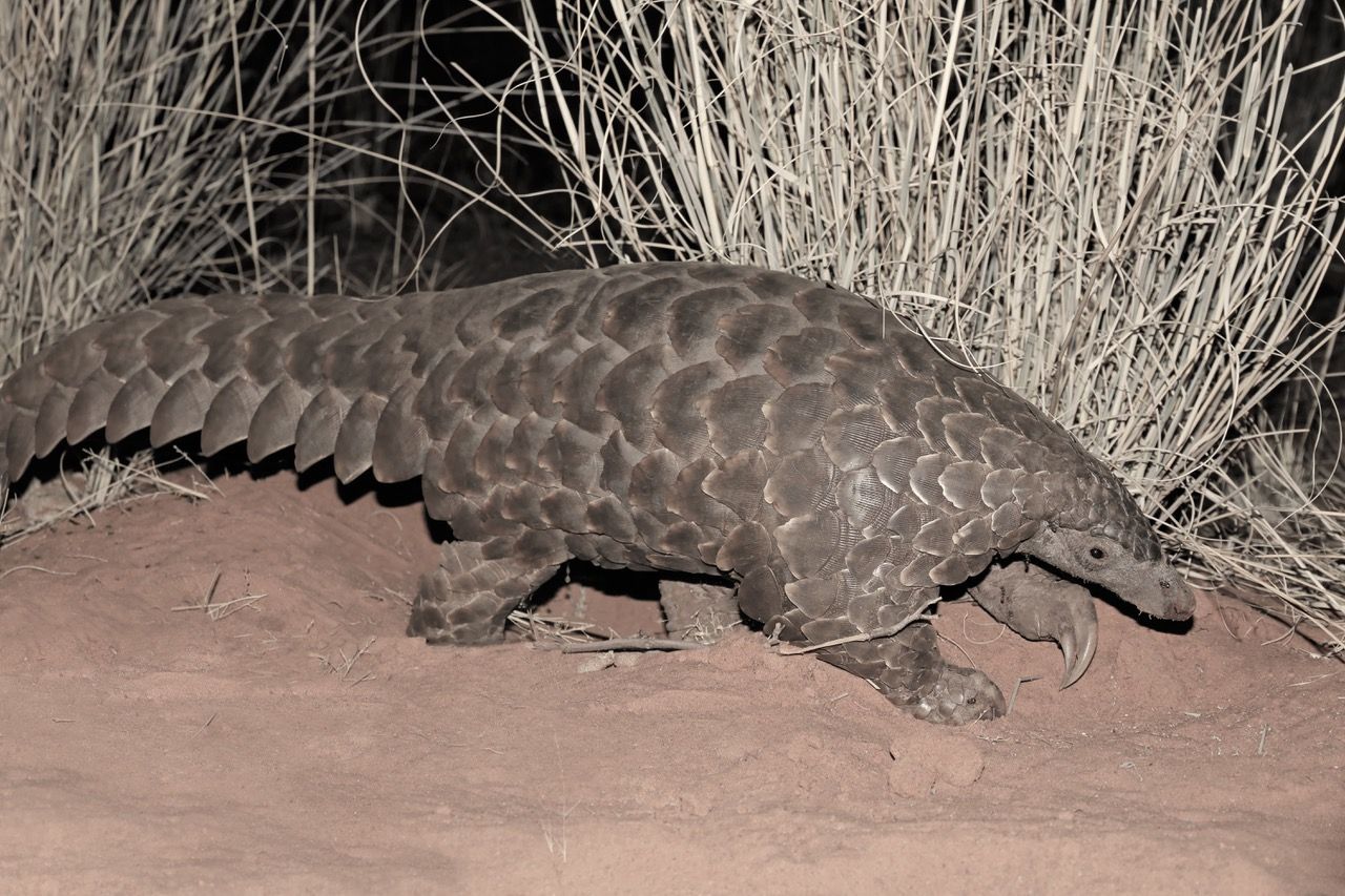 All about the humble pangolin